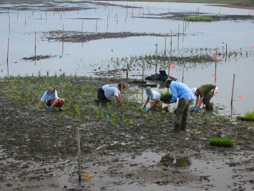 Contractors working on living shoreline restoration