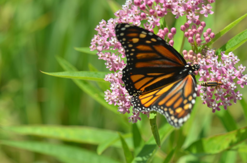 Monarch on milkweed