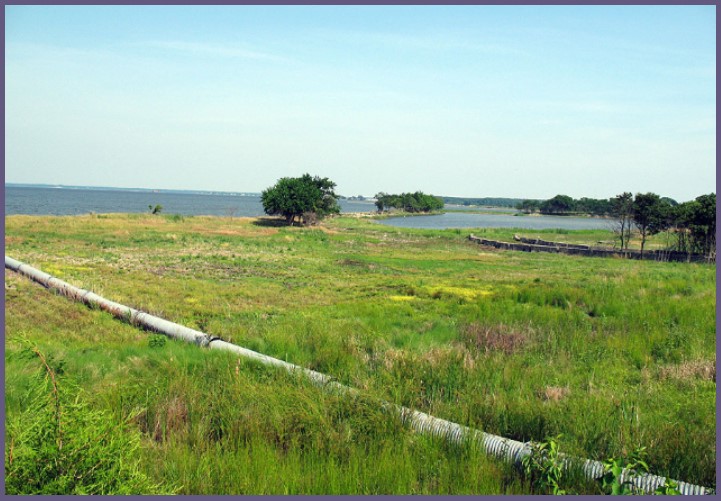 Phragmites after treatment