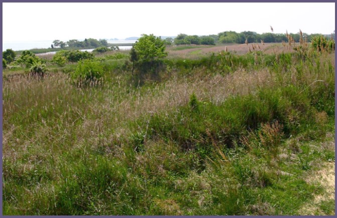 Phragmites before