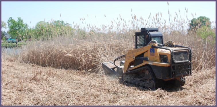 Phragmites mowing