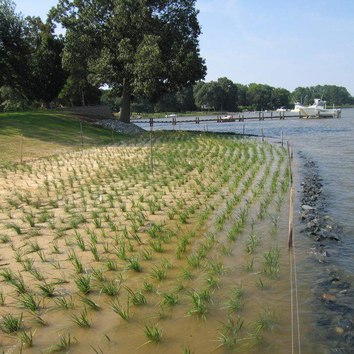 Wetland restoration new grass on shoreline