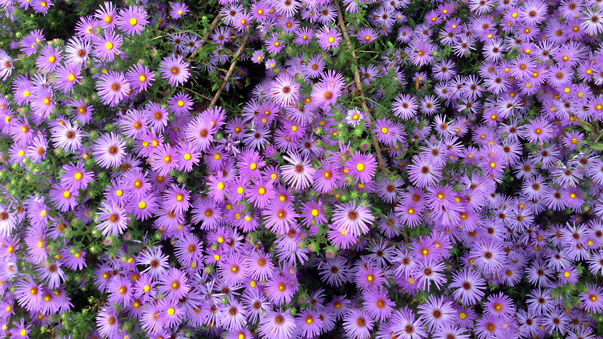 Symphyotrichum novae-angliae (New England aster) - ECI