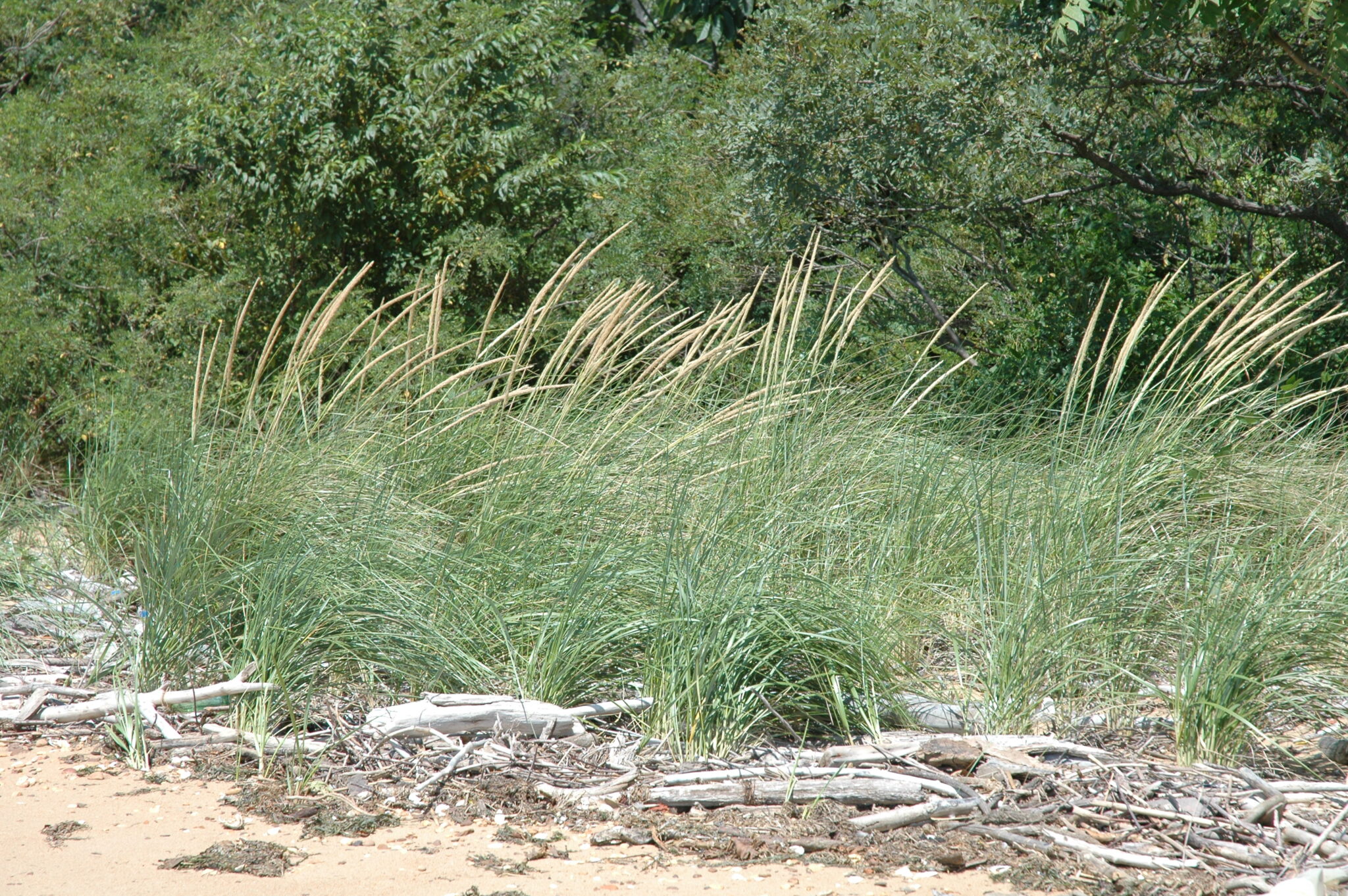 Plant Information ECI