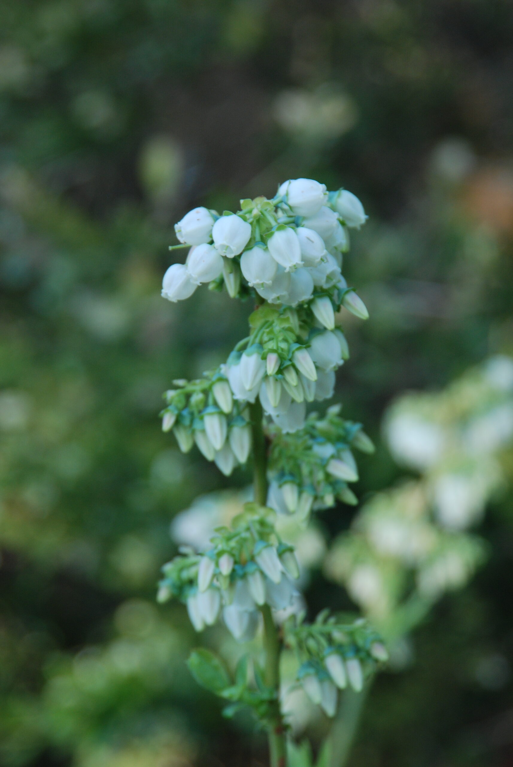 Vaccinium corymbosum (highbush blueberry) Picture