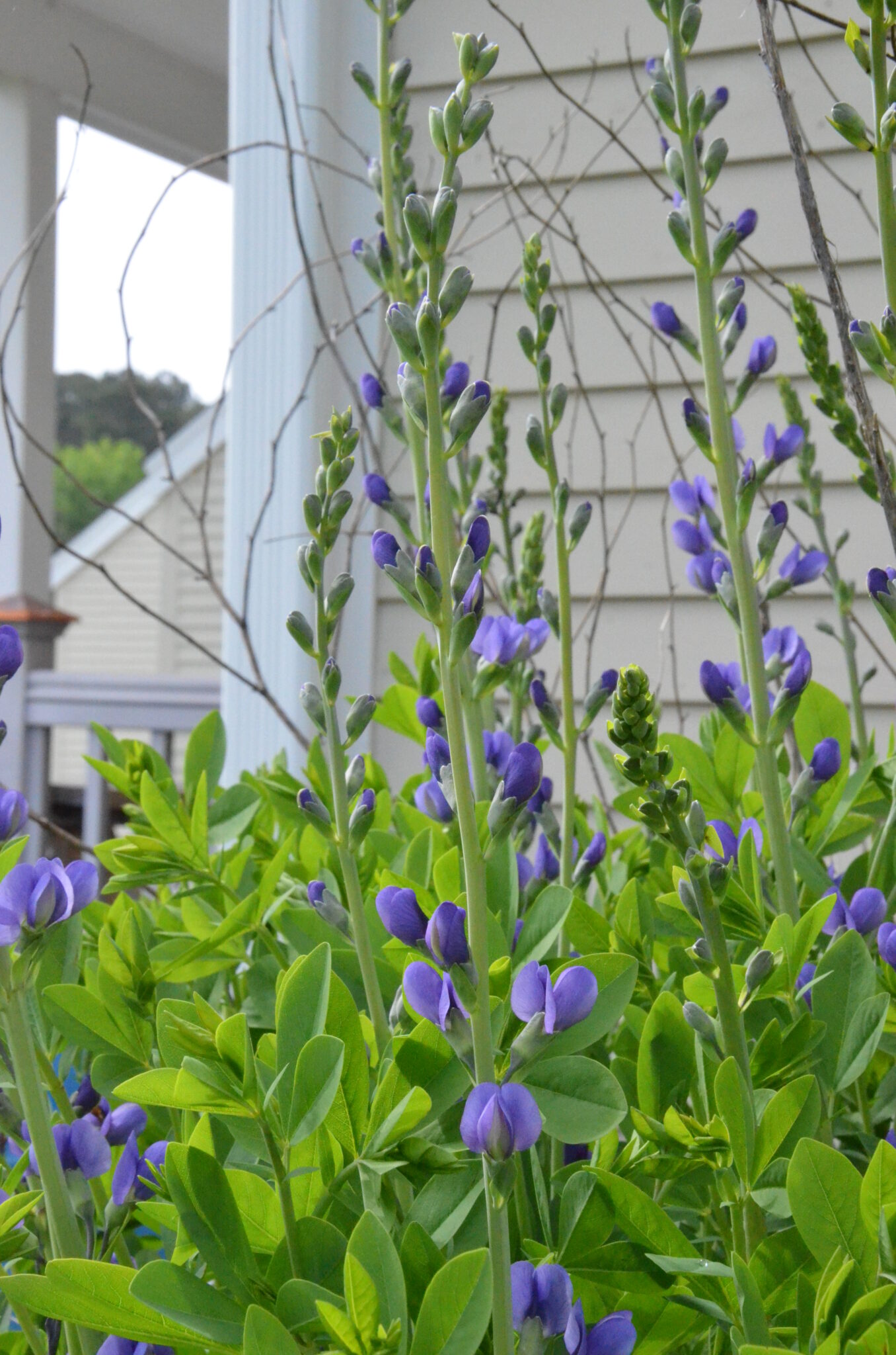 blue false indigo baptisia australis