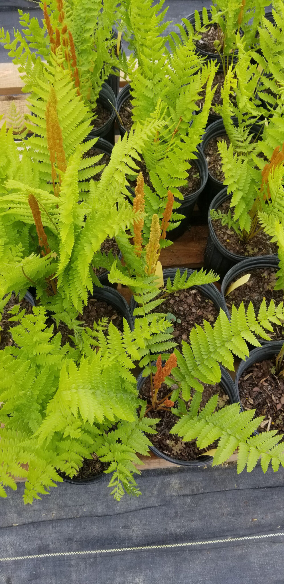 Plant Information ECI