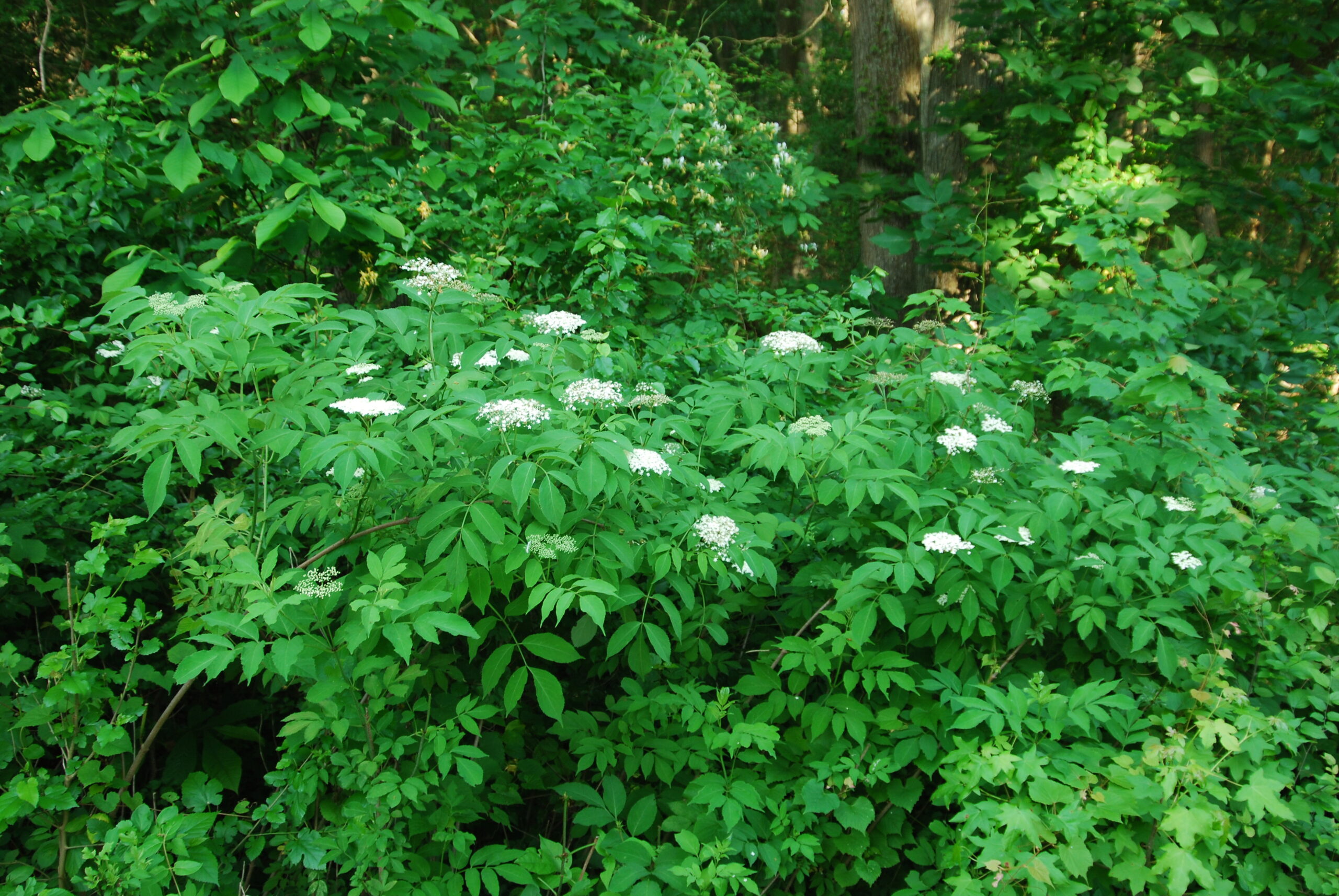 Sambucus canadensis (elderberry) Picture