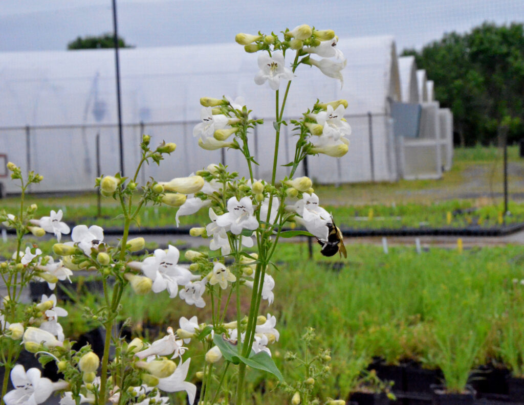 Beardtongue bumble bee