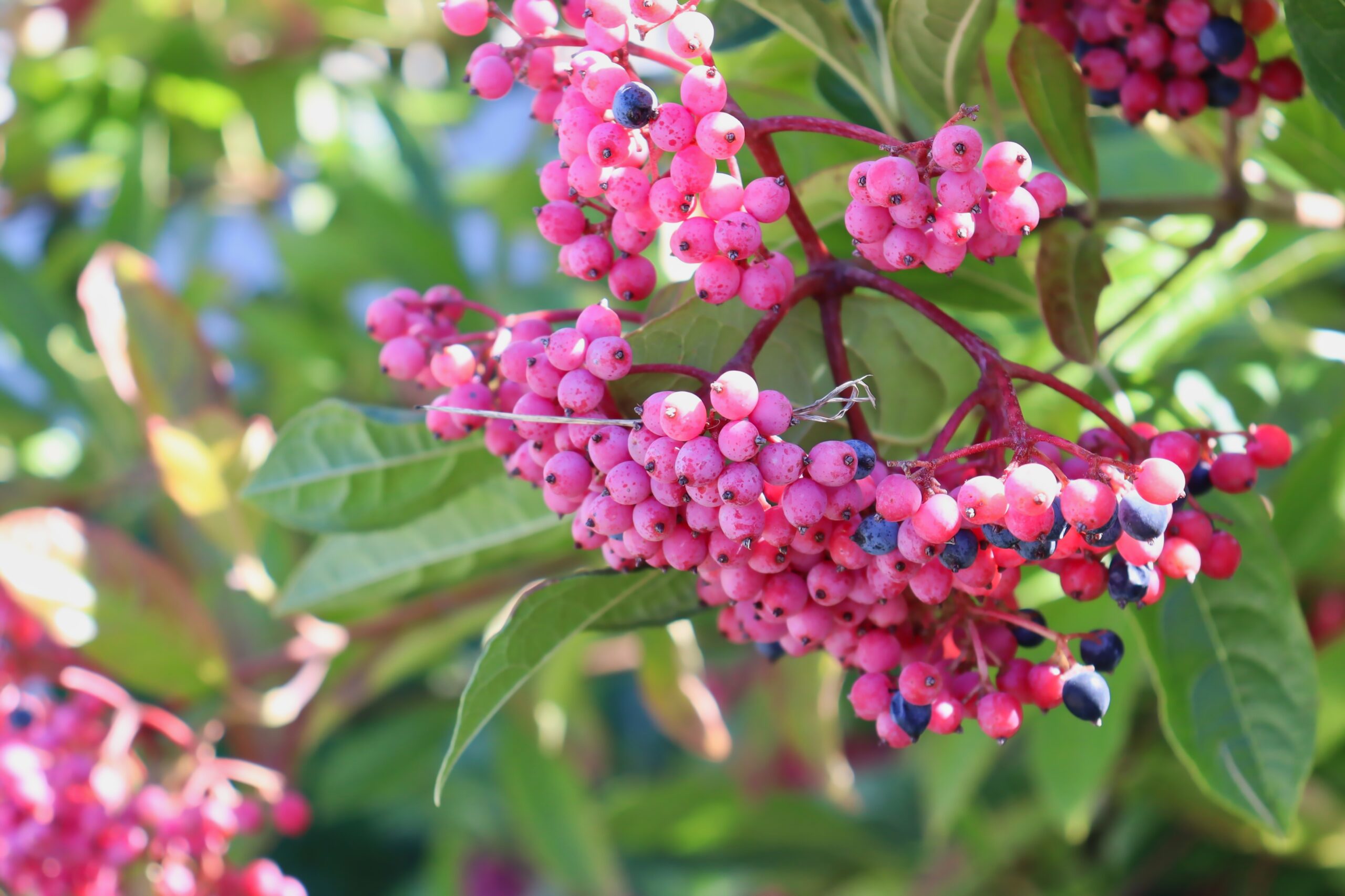 Viburnum nudum (possom-haw viburnum)