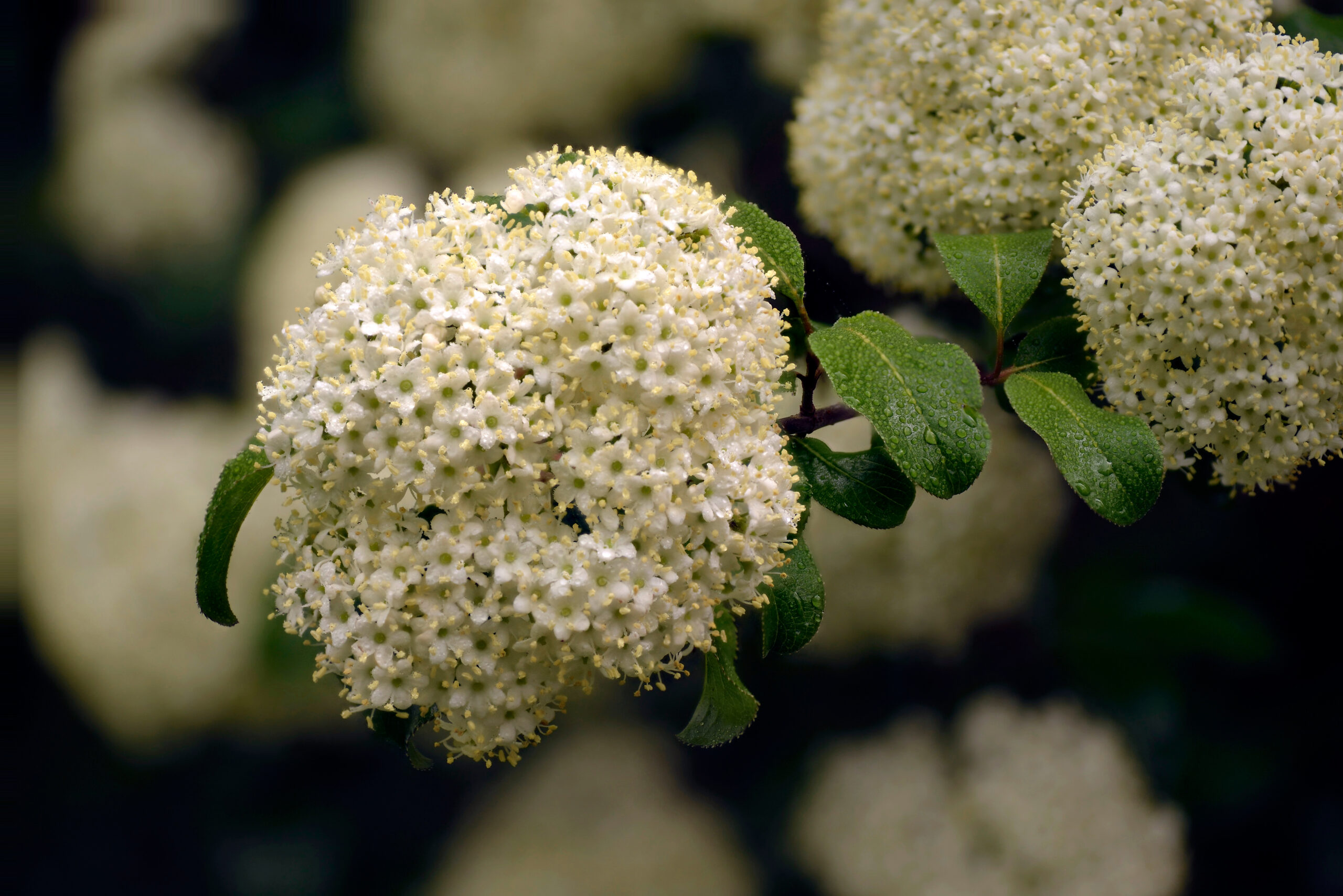 Viburnum prunifolium (known as blackhaw or black haw, blackhaw viburnum, sweet haw, and stag bush) in spring in the full-bloom stage.