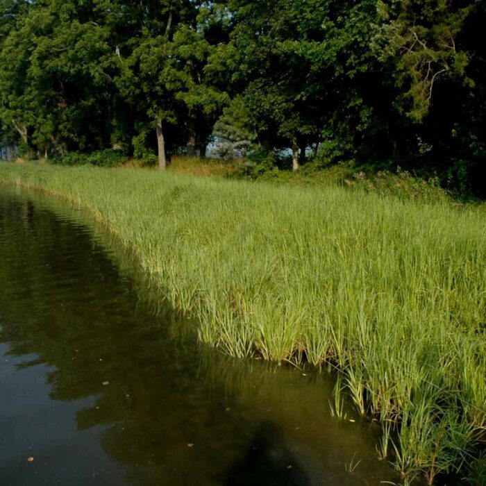 Shoreline restoration with grasses