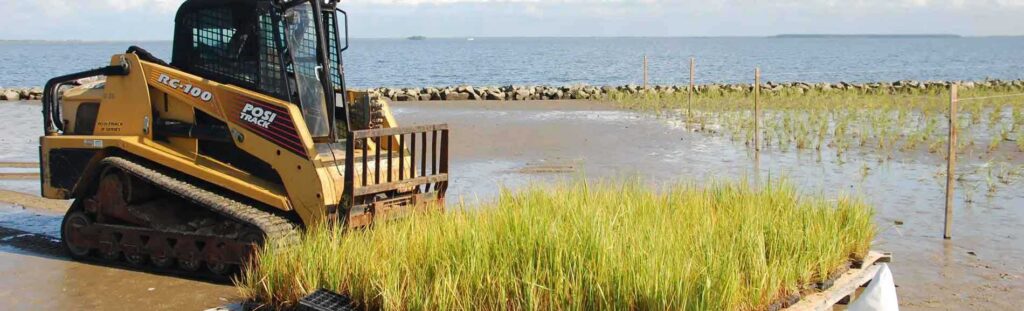 Equipment moving native grasses on waterfront retoration project