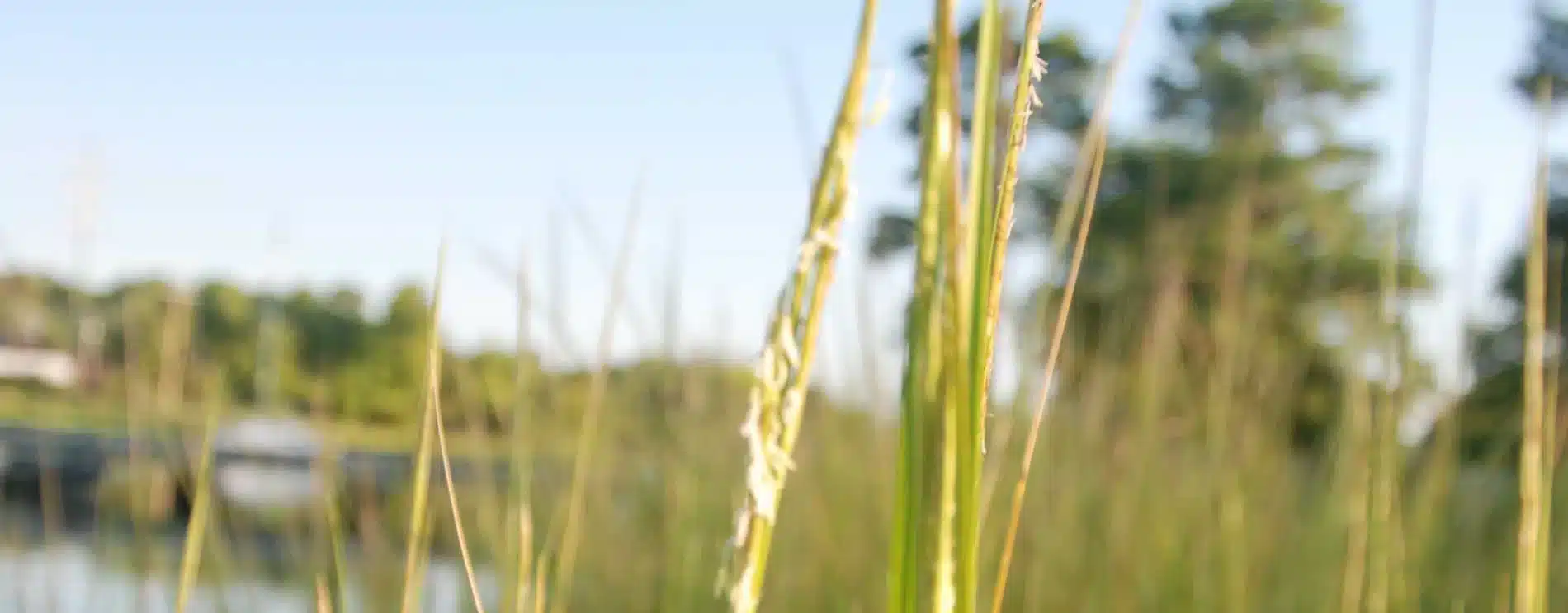 Spartina alterniflora smooth cordgrass