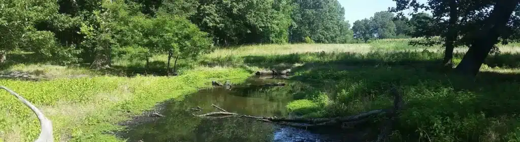 Stifel farm wetland