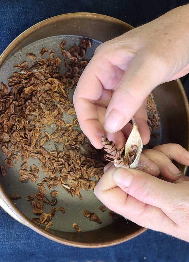 Cleaning seeds in the nursery