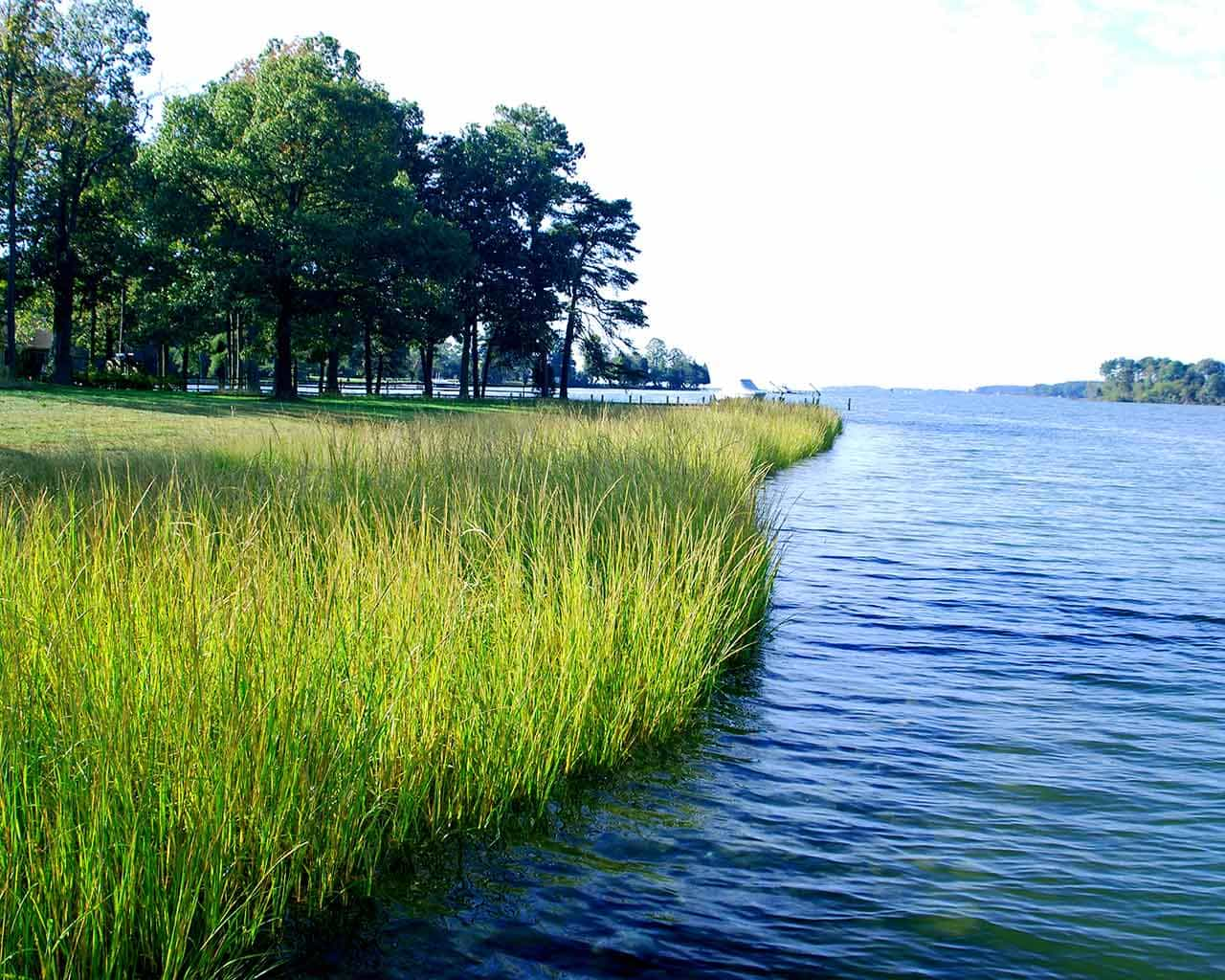 Ruesch project shows shoreline after restoration