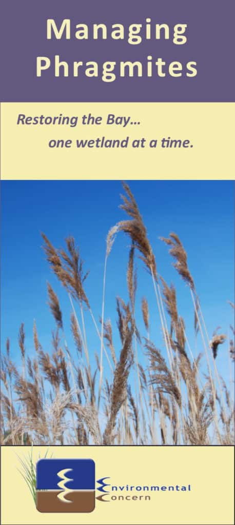 Managing Phragmites Brochure