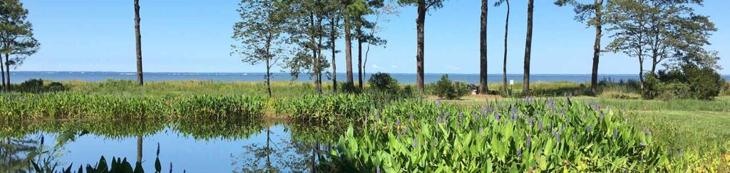 Wetland with pond, grasses and blooming native plants